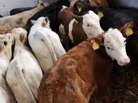 Cattle (batch, sex not specified), Hereford — photo 1