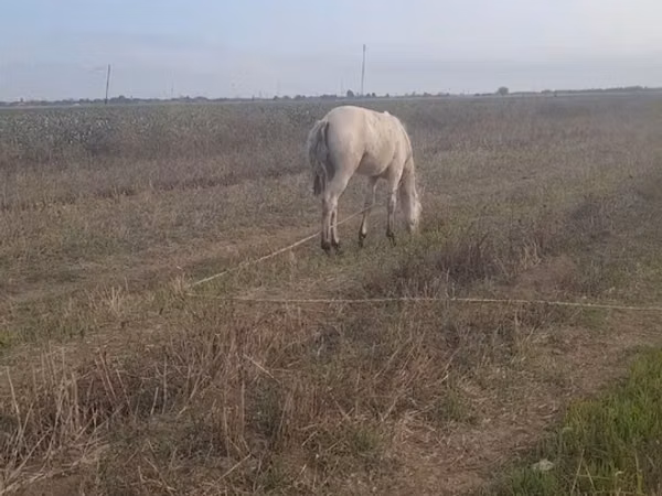 母马, Horses