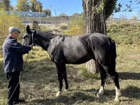 Cavalo, Cavalos — foto 3
