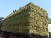Lucerne For Sale - Small Bales (For Sale) — Foto 3