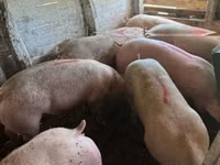 Vier, Porci — foto 1