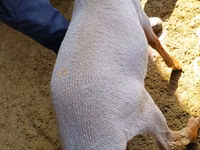 Qoʻchqor, Kyrgyz Mountain merino sheep — 4-rasm
