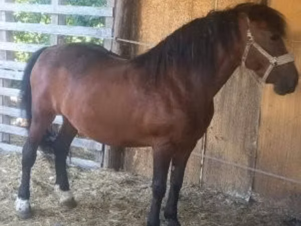 母马, Horses