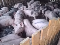 Eber, Schweine — Foto 1