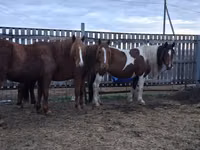 Jument, Chevaux — photo 3