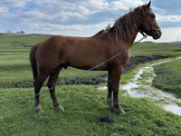 Horse (M), Horses — photo 3