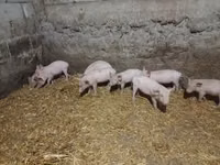 Scroafă, Porci — foto 2