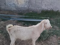 Bode, Cabras — foto 6