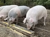 Säue, Schweine — Foto 3