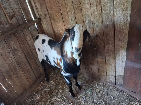 Cabro, Nubian Goat