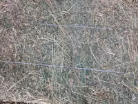Продам сено — foto 2