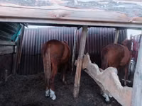 Hengst, Kazakh horse — Foto 4