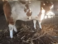 Bull, Simmental cattle — photo 1