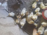Ducks — الصورة 2