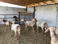 نعجة, الأغنام — الصورة 7