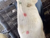نعجة, Krasnoyarsk sheep — الصورة 5