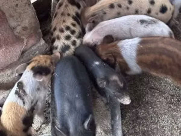 Scroafă, Porci
