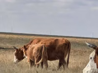 Vacă, Latvian Blue cattle — foto 2