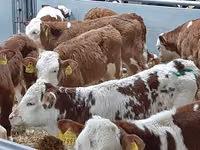 Cattle (batch, sex not specified), Hereford — photo 2