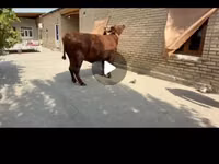 Kuh, Red Estonian cattle — Foto 2