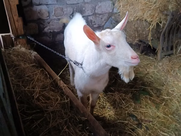Țap, Saanen goat — Republica Moldova