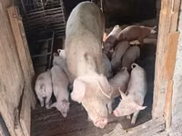 Vier, Porci — foto 2