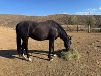 Toychoq, National Show Horse — 5-rasm
