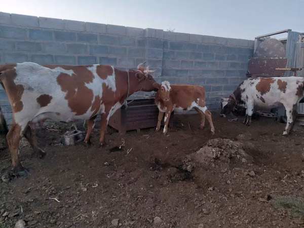 بقرة, Simmental cattle