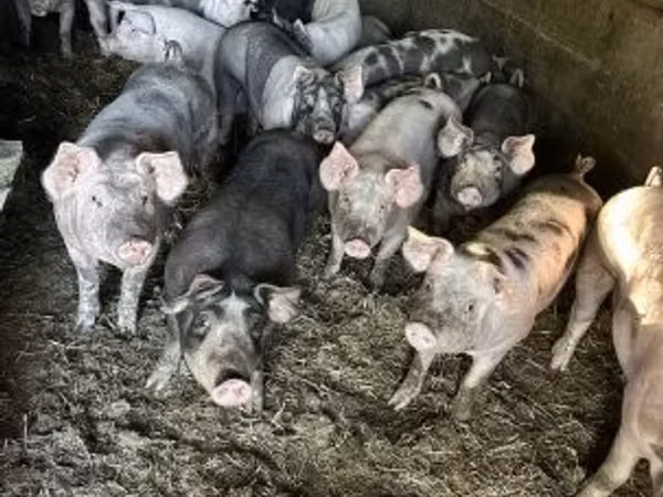 母猪, Pigs