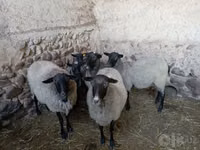 Oaie, Romanov sheep — foto 1