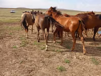 公马, Horses — 照片 3