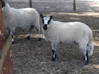 Ram, Cerry Hill sheep — photo 3