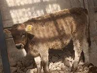 Kuh, Swiss cattle — Foto 3