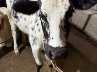 بقرة, Russian Black pied cattle — الصورة 5