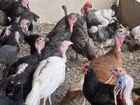 Turkeys — الصورة 4