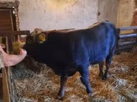 Toro, Raza carpatiana marrón — foto 4