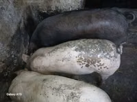 خنزير ذكر, الخنازير — الصورة 2