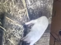 母猪 — 照片 2