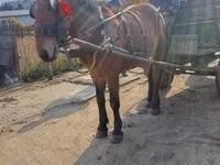 公马, Horses — 照片 1
