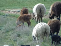 Bélier, Moutons — photo 4