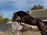 At, Hanoverian — foto 7