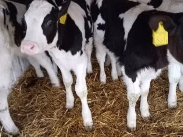Bull, Holstein breed