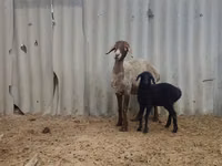 Brebis, Arashan sheep — photo 3