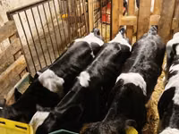 Toro, Raza Holstein — foto 2