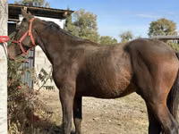 Horse (M), Kyrgyz Horse — photo 2
