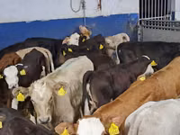 Bovine (lot, sex nespecificat), Simmental cattle — foto 5