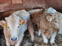 Bou, Simmental cattle — foto 3