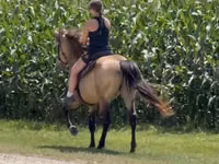 Cal, Rocky Mountain Horse — foto 6