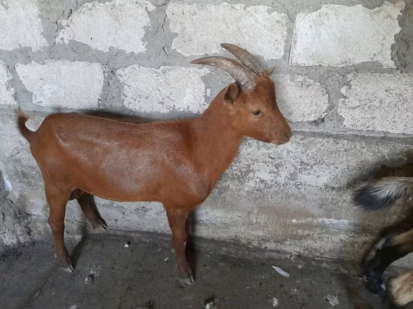 تيس, Nubian Goat — مولدوفا