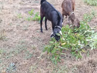 Bode, Nubian Goat — foto 2